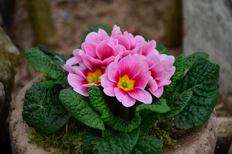 Enchanted Evening Primrose